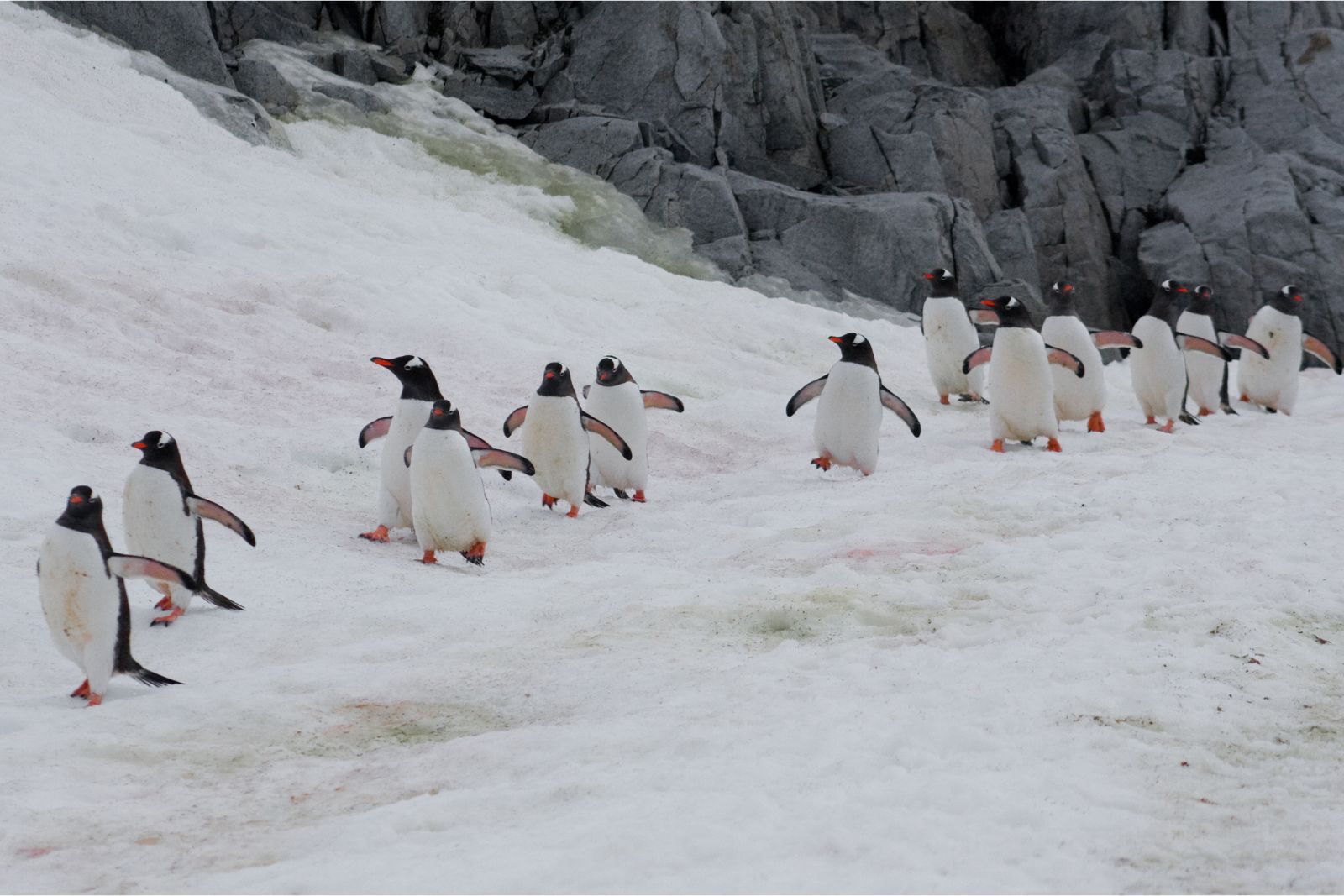 A photos of penguins walking on snow and ice